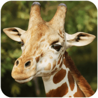 长颈鹿模拟The Giraffe